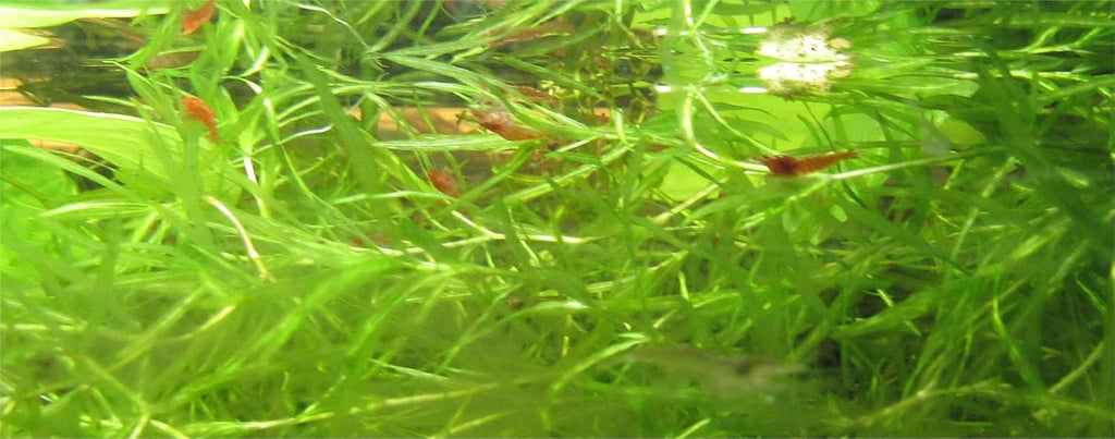 Red Cherry Shrimp Freshwater Aquarium Shrimp A923395