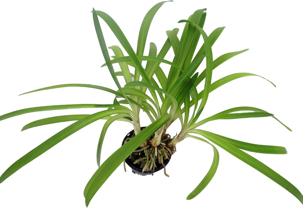 African Lily of The Nile Plant - 4" Pot R408867