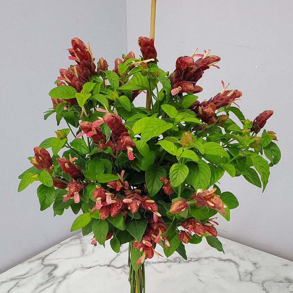 Braided Shrimp Tree Red Flowers 36-42 in Tropical Plant B319226