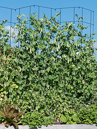 Expandable Pea Trellis for Climbing Plants, Powder-Coated Steel, 9'3" L x 64" H S6258