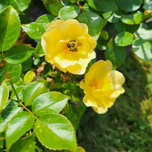 1 Gallon Rose Plant with Bright Yellow Flowers R98573
