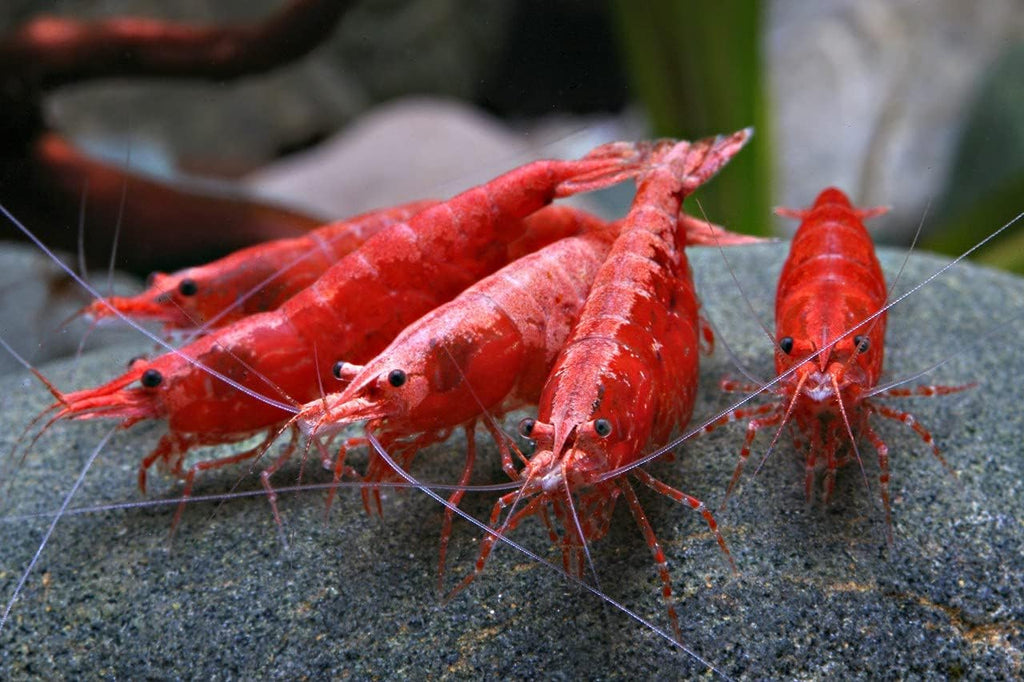 Red Cherry Shrimp Freshwater Aquarium 1/4 to 1/2 Inch Y268463