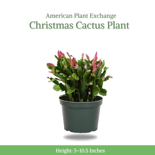 Christmas Cactus Live Indoor Plant, 6-Inch Pot C851797