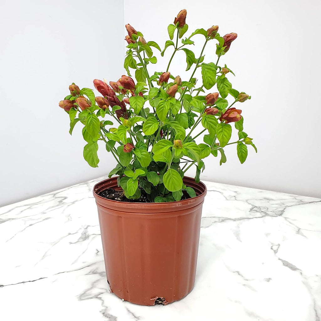 Red Shrimp Plant in Bush Form - 18" to 22" Height - Full Sunlight Z8956