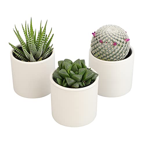 Succulent Plants in Pot Set (3 Pack), Indoor Cactus Houseplants C29242