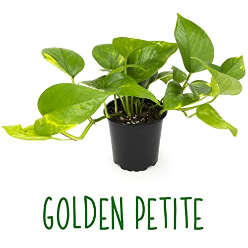 Live Pothos Plants 4PK Indoor Houseplants I57081