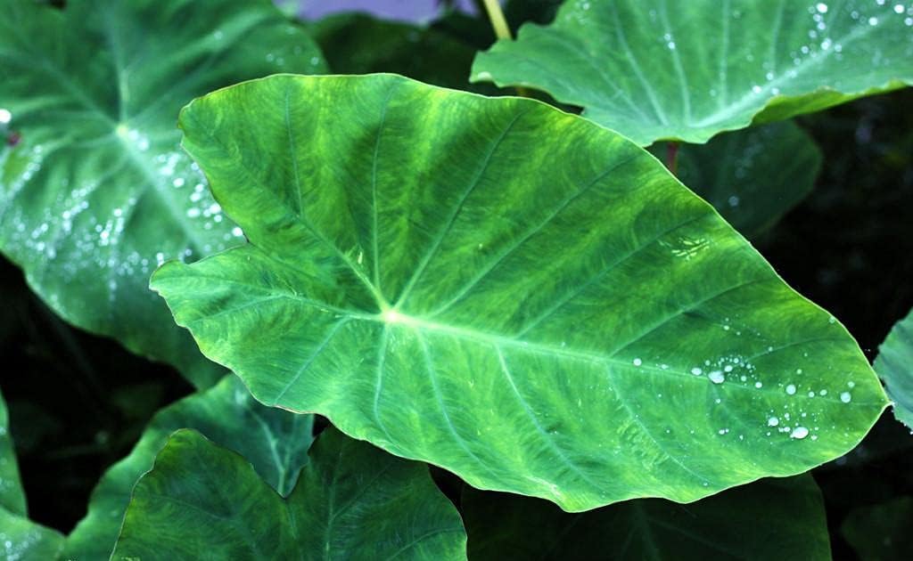 Elephant Ear Bulbs, Evergreen Decorative Plants, 3 Bulbs R85561