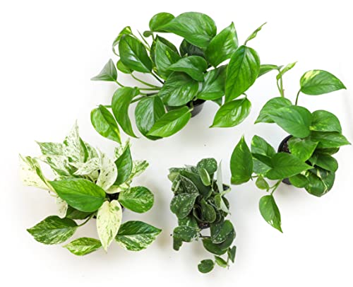 Live Pothos Plants 4PK Indoor Houseplants I57081