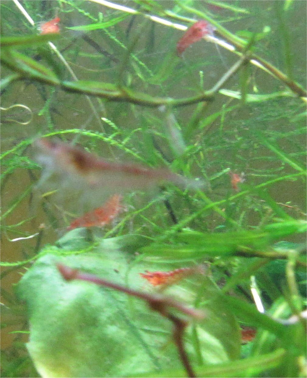 Red Cherry Shrimp Freshwater Aquarium Shrimp A923395