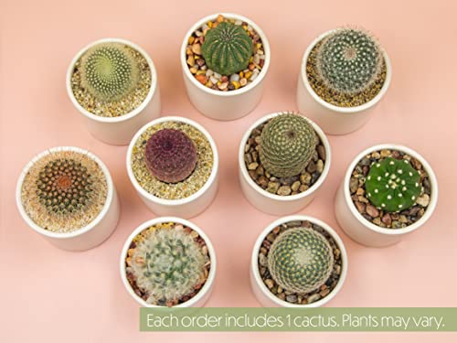 Succulent Plants in Pot Set (3 Pack), Indoor Cactus Houseplants C29242