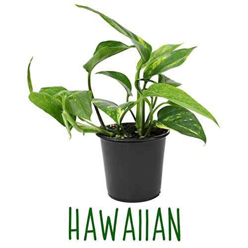 Live Pothos Plants 4PK Indoor Houseplants I57081