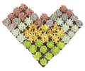 Altman Plants, Live Succulent Plants (20 Pack) Assorted Potted Succulents Plants Live House Plants in Cacti and Succulent Soil Mix, Cactus Plants Live Indoor Plants Live Houseplants in Planter Pots
