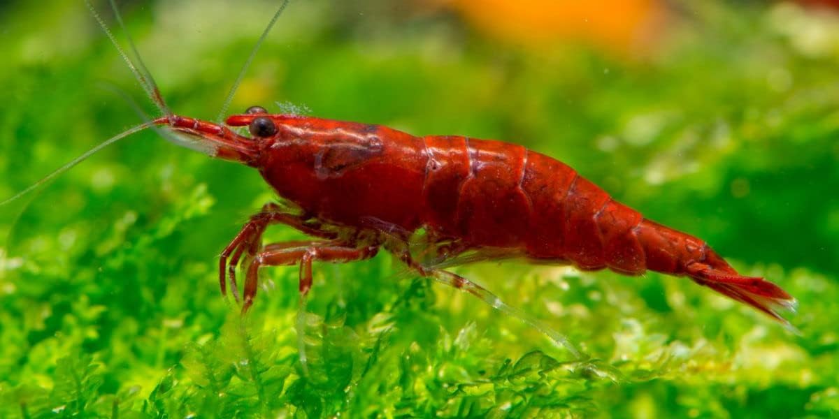 Red Cherry Shrimp Freshwater Aquarium 1/4 to 1/2 Inch Y268463