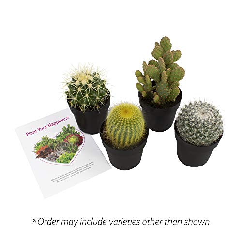 Assorted Cactus Plants Live Succulents (3 Pack) V512446