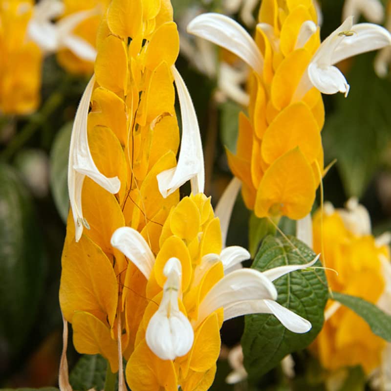 Yellow Shrimp Plants for Garden, 3 to 5 Inch Tall, Fragrant Flower P897976