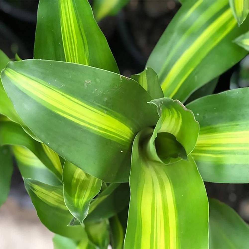 Mass Cane Dracaena Live Plant, 6" Pot E602