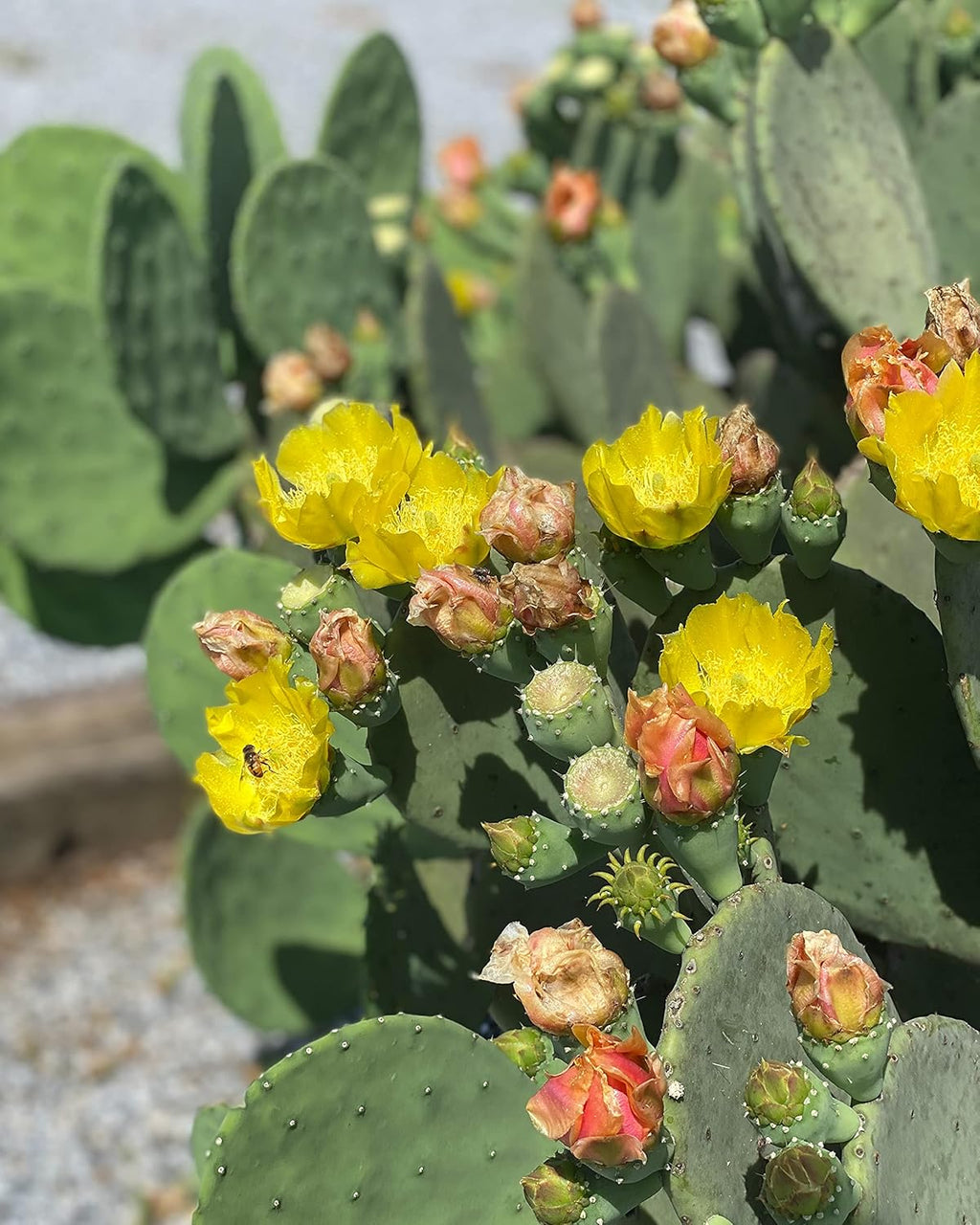 Spineless Prickly Pear Cactus Pad Cutting, Winter Hardy G64133