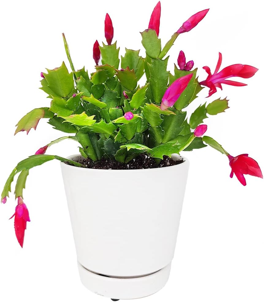 Christmas Cactus in 4-Inch Plastic Pot, Live Indoor Plant K794368