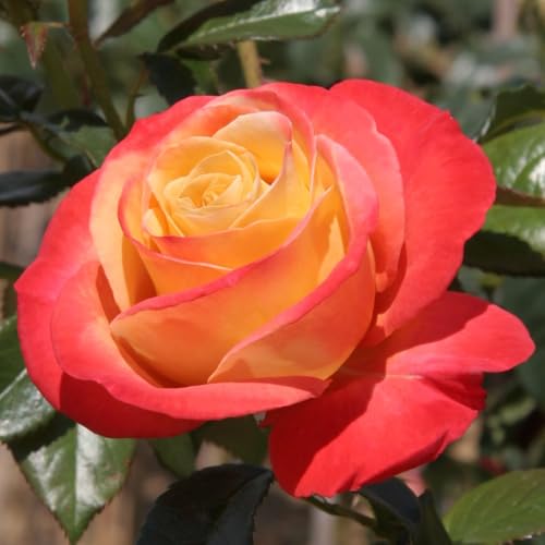 Double Rose Bush Live Plant with Soil 5-8 Inch Tall U115