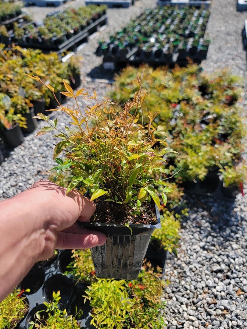 Heavenly Bamboo Live Plant (1 QT) F17446