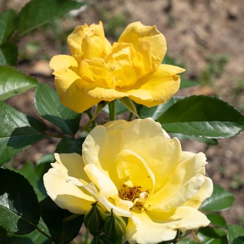1 Gallon Rose Plant with Bright Yellow Flowers R98573