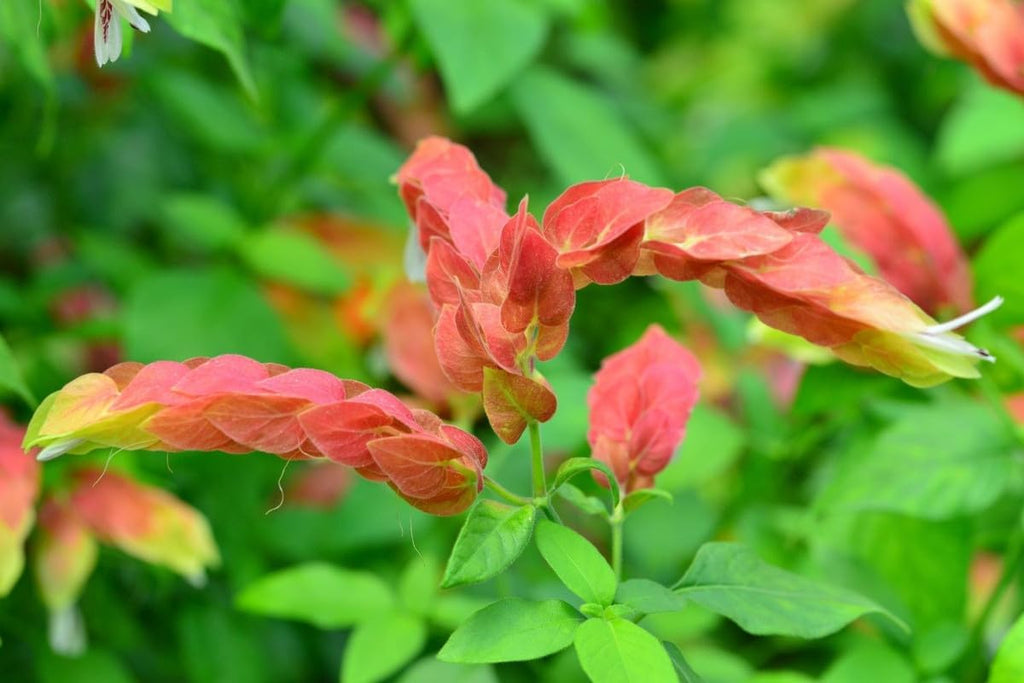 Live Shrimp Plant, Justica Brandegeana, 4 Live Plants, 5 Inches Tall C32049