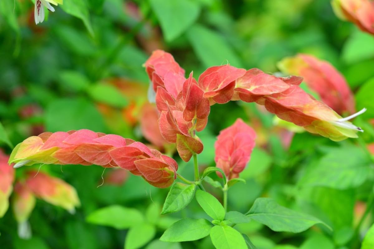 Live Shrimp Plant, Justica Brandegeana, 4 Live Plants, 5 Inches Tall C32049
