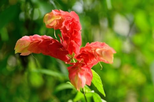 2 Live Shrimp Plants, Yellow Shrimp Plant, 5 Inches Tall Seedling R3825
