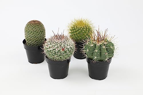 Assorted Cactus Plants Live Succulents (3 Pack) V512446