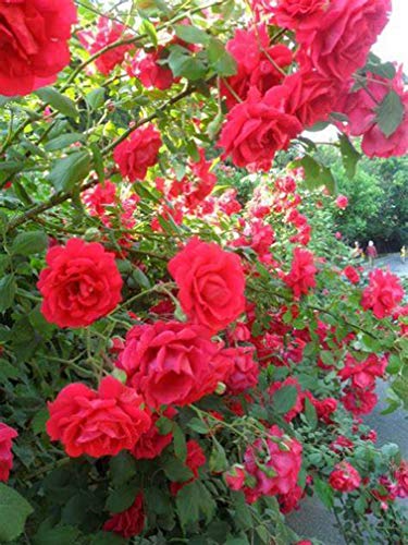 Climbing Rose Vine Flower Seeds Fragrant Purple L70940