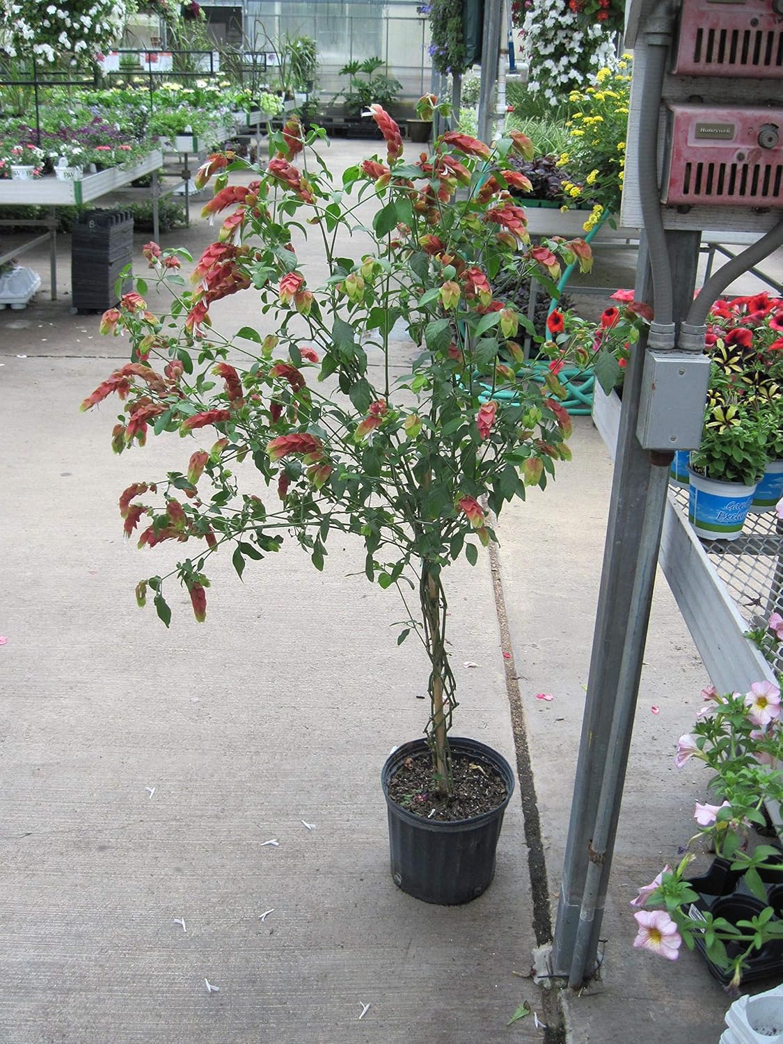 Shrimp Plant in 10 Inch Growers Pot R672