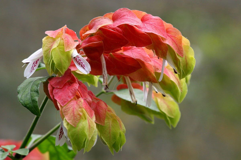 Shrimp Plant in 10 Inch Growers Pot R672