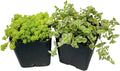 Live Succulent Cactus Plants(2"Pot 2 Pack Set) (Sedum Japonicum+Crassula 'Petite Bicolor')