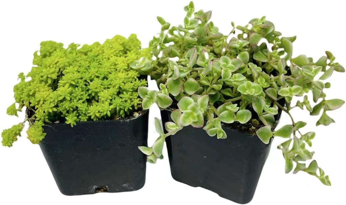 Live Succulent Cactus Plants(2"Pot 2 Pack Set) (Sedum Japonicum+Crassula 'Petite Bicolor')