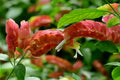 4 Shrimp Live Plants, Red Shrimp Plant Live, Justica Brandegeana Plant from 5 Inches Tall Seedling, Live Shrimp Plants, Ready to Plant