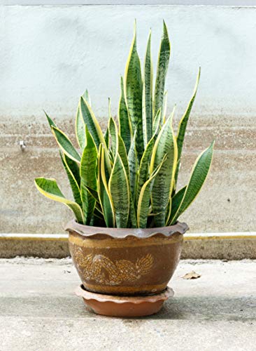Indoor Plant Food Liquid Fertilizer for Potted Houseplants A57873