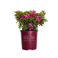 Encore Azalea Autumn Sangria (1 Gallon) Pink Flowering Shrub - Full Sun Live Outdoor Plant