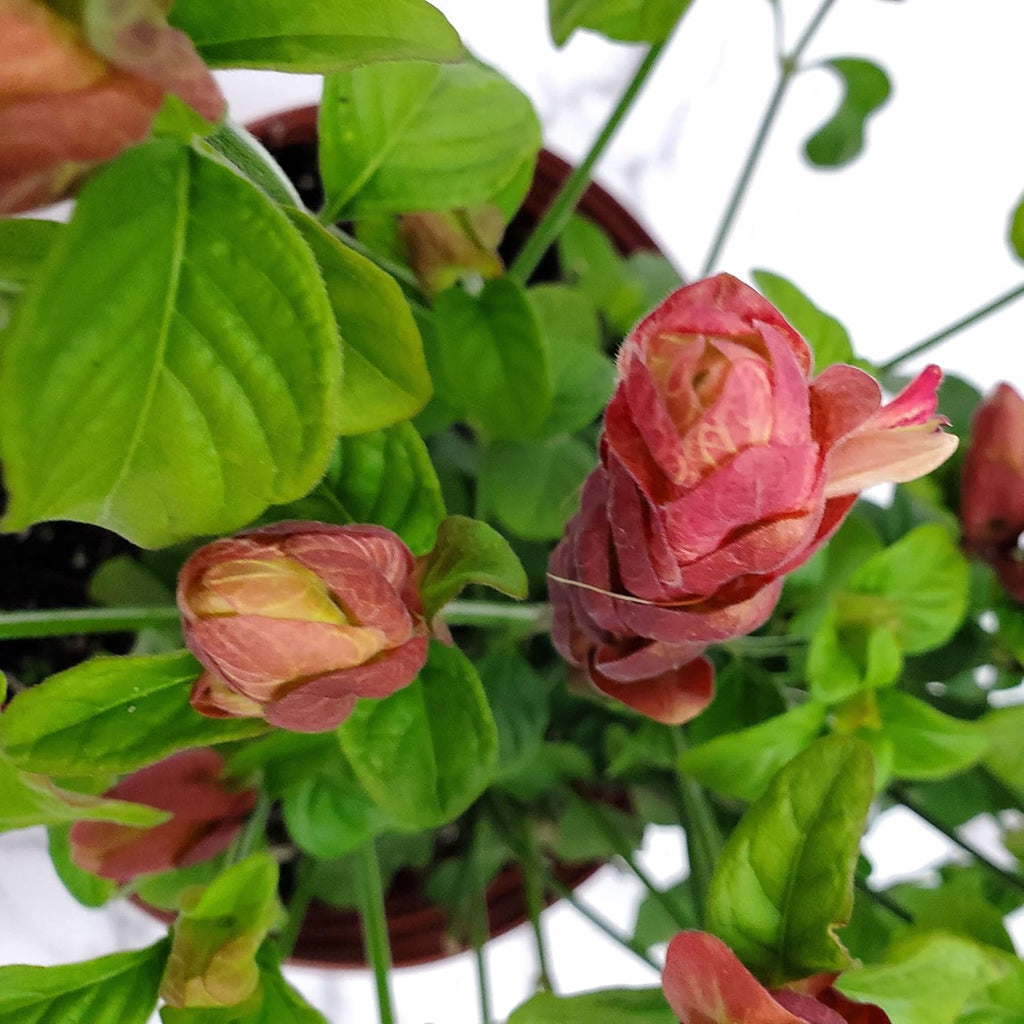 Red Shrimp Plant in Bush Form - 18" to 22" Height - Full Sunlight Z8956