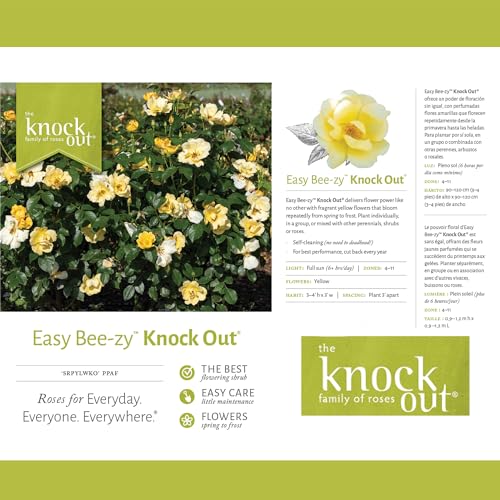 1 Gallon Rose Plant with Bright Yellow Flowers R98573