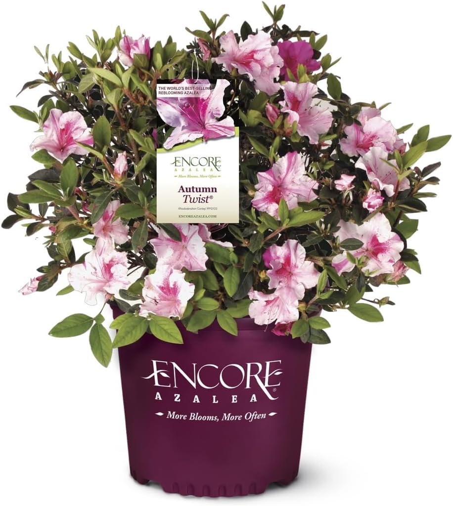 Encore Azalea Autumn Twist (1 Gallon) Pink Flowering Shrub Alive/Full Sun Live Outdoor Plant/Evergreen Plants Purple Pink Flowering Shrub - Full Sun Live Outdoor Plant