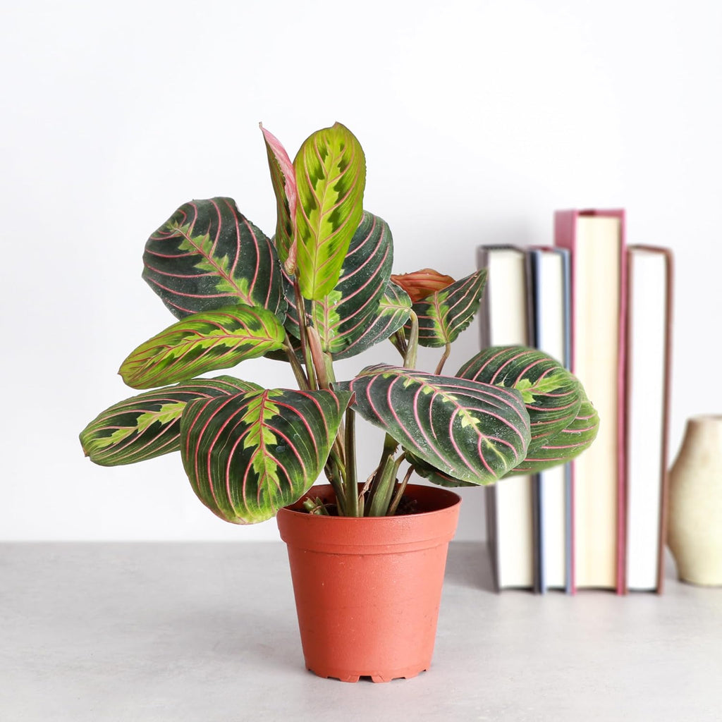 Red Maranta Live Indoor Plant in 4" Nursery Pot X759367