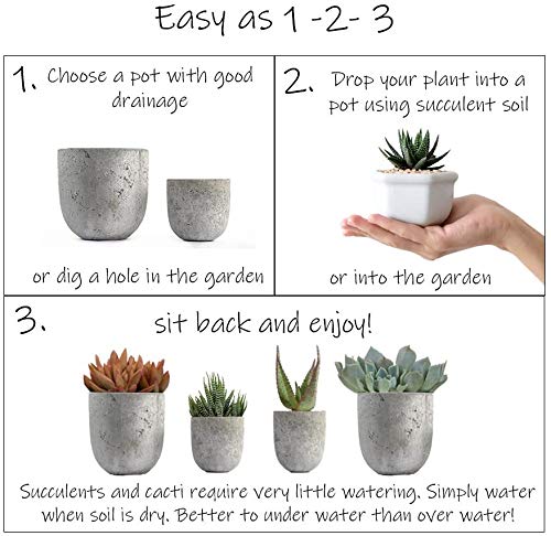 Live Succulent Plants (20 Pack) Assorted Potted House Plants D888124