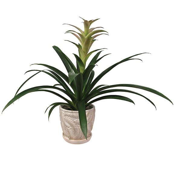 White 7 Inch Indoor Ceramic Planter Pot with Attached Saucer and Drainage Hole W1545