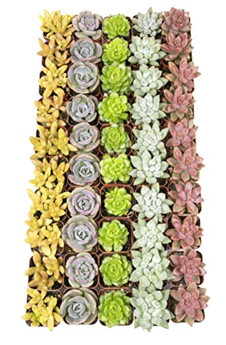Live Succulent Plants (20 Pack) Assorted Potted House Plants D888124