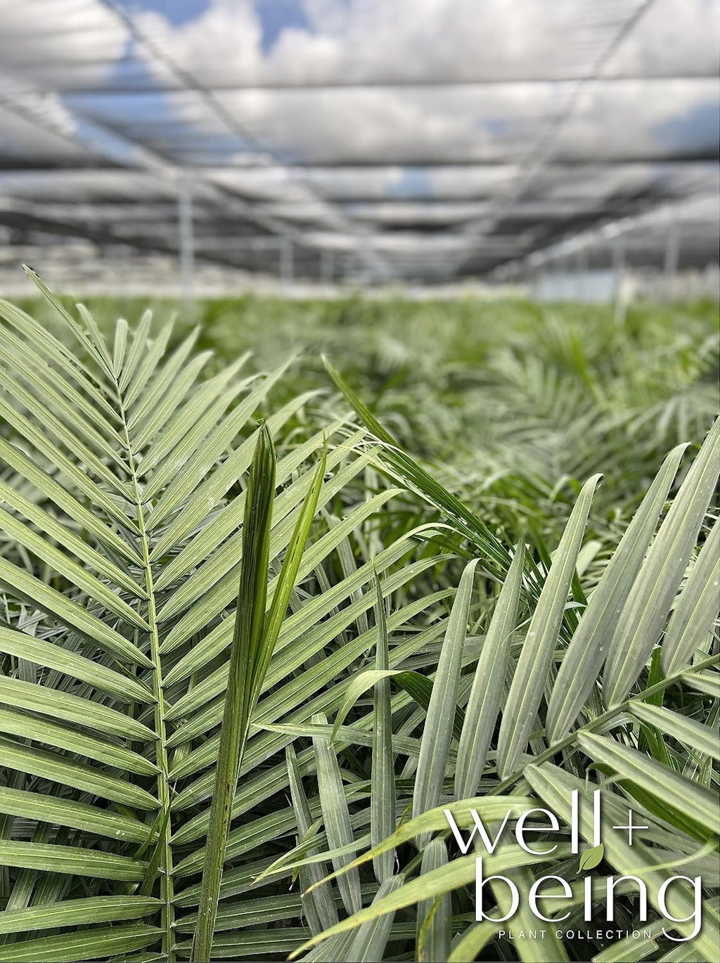 Majesty Palm Live Plant, Indoor Outdoor Palm Tree, in Growers Pot, 3-4 Feet Tall B726884