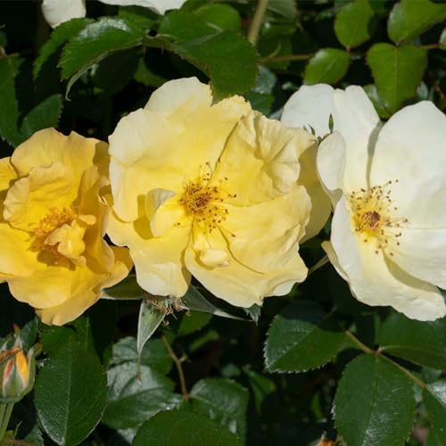 1 Gallon Rose Plant with Bright Yellow Flowers R98573