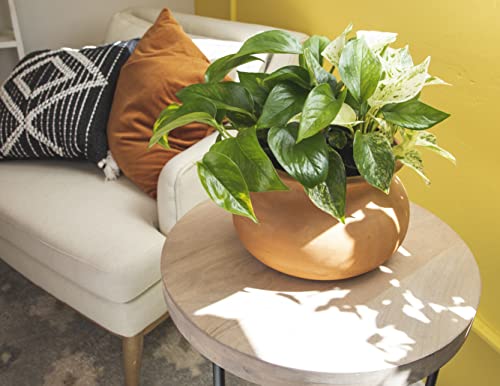 Live Pothos Plants 4PK Indoor Houseplants I57081