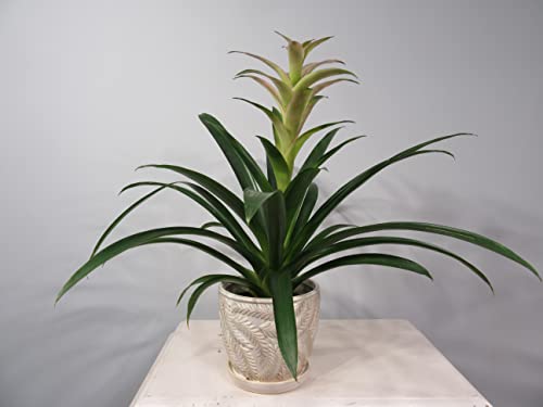 White 7 Inch Indoor Ceramic Planter Pot with Attached Saucer and Drainage Hole W1545