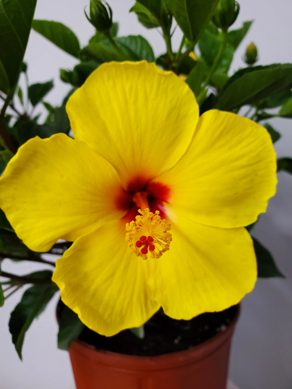 Yellow Hibiscus Plant with Red Throat, Full Sunlight K4934