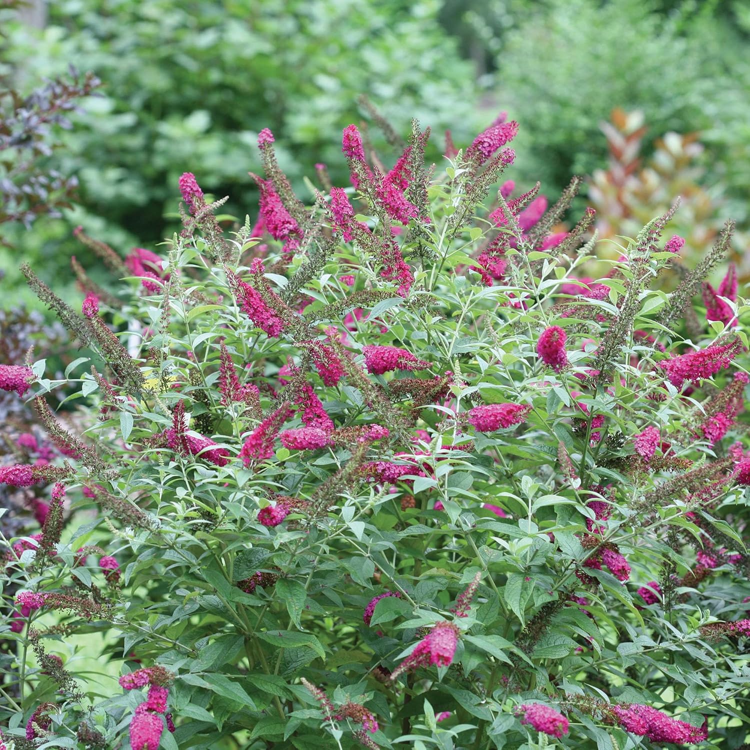 Pink and Red Buddleia 2 Gal Y54201